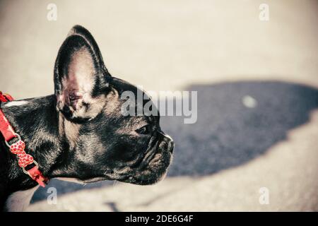 französische Bulldogge Nahaufnahme. Seitenansicht. Stockfoto