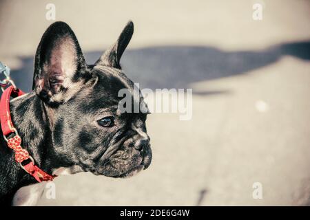 französische Bulldogge Nahaufnahme. Seitenansicht. Stockfoto