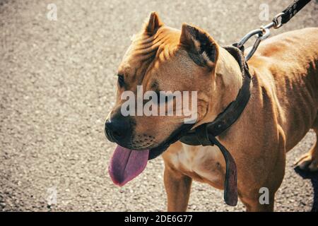 pitbull Hund Nahaufnahme. Seitenansicht. Stockfoto