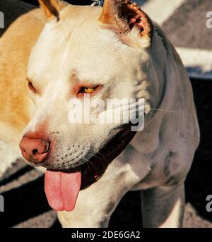 pitbull Hund Nahaufnahme. Seitenansicht. Stockfoto