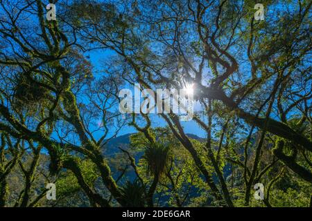 Fahrt durch den Nebelwald entlang der N 2 zwischen Jujuy und Salta, Nordwest-Argentinien, Lateinamerika Stockfoto