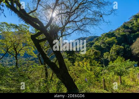 Fahrt durch den Nebelwald entlang der N 2 zwischen Jujuy und Salta, Nordwest-Argentinien, Lateinamerika Stockfoto