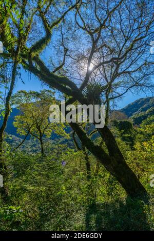 Fahrt durch den Nebelwald entlang der N 2 zwischen Jujuy und Salta, Nordwest-Argentinien, Lateinamerika Stockfoto