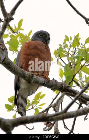 Zweizackiger Drachen (Harpagus bidentatus) auf einem bewölkten Hintergrund in mata de são João; Bahia; Brasilien Stockfoto