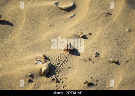 Einsiedlerkrebs, der einen sonnengebackenen Strand in Kuba überquert Stockfoto