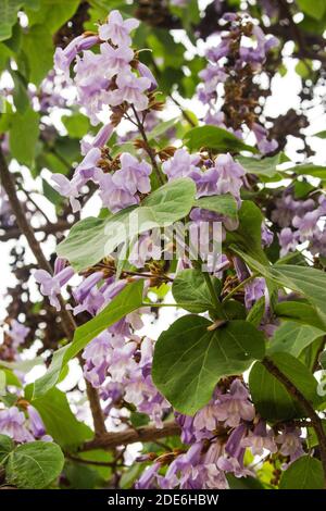 Violette Blüten eines Catalpa-Baumes, Santiago, Chile Stockfoto