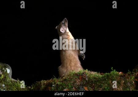 Pine Marten steht auf den Hinterbeinen Stockfoto