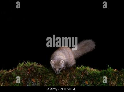 Pine Marten steht auf den Hinterbeinen Stockfoto