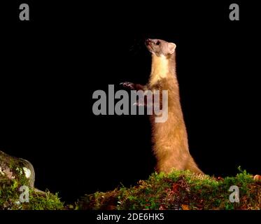 Pine Marten steht auf den Hinterbeinen Stockfoto