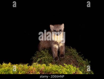 Pine Marten steht auf den Hinterbeinen Stockfoto