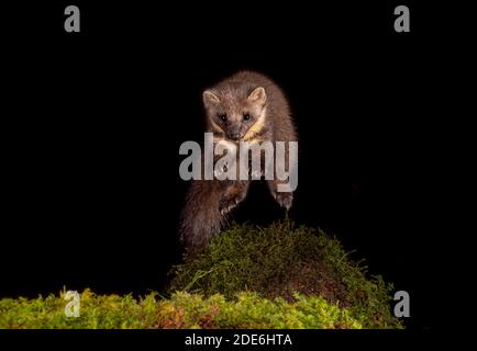 Pine Marten steht auf den Hinterbeinen Stockfoto