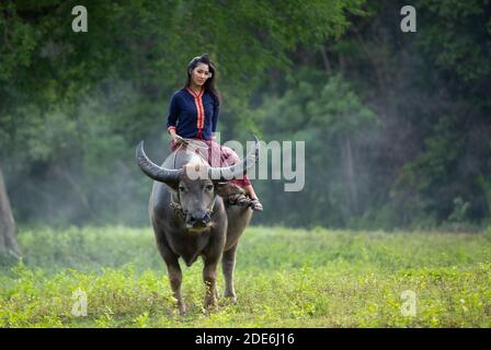 Thailands Bauer in ländlicher Szene mit Büffel Stockfoto