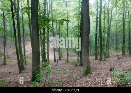 Nebliger Waldpark mit Buchen alten Waldbäumen und braun Blätter auf dem Boden Stockfoto