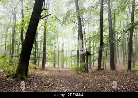 Nebliger Waldpark mit Buchen alten Waldbäumen und braun Blätter auf dem Boden Stockfoto