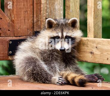 Nahaufnahme eines jungen Waschbons, der auf einer Holzterrasse sitzt und sich Zeit nimmt, um das Objektiv der Kamera zu betrachten. Stockfoto