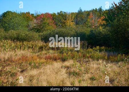 Eine Wiese mit Herbstfarben im Scott's Landing Preserve Naturpark auf Deer Isle, Maine. Stockfoto