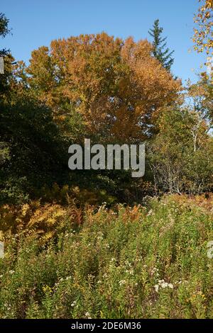 Eine Wiese mit Herbstfarben im Scott's Landing Preserve Naturpark auf Deer Isle, Maine. Stockfoto