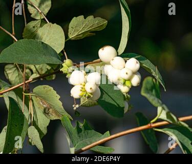 Weiße wilde, nicht essbare Beeren, wie Perlen an Zweigen im Spätherbst. Stockfoto