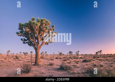 Joshua Tree Stockfoto