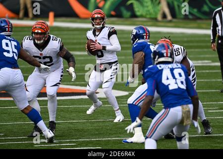Cincinnati, OH, USA. November 2020. Brandon Allen #8 der Cincinnati Bengals fällt zurück für einen Pass während NFL Football Spiel Aktion zwischen den New York Giants und den Cincinnati Bengals im Paul Brown Stadium am 29. November 2020 in Cincinnati, OH. Adam Lacy/CSM/Alamy Live News Stockfoto