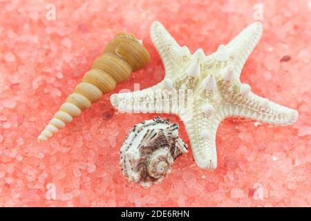 Weiße Muscheln in verschiedenen Formen und Größen liegen auf einem rosa Hintergrund. Makrofotografie eines Meeresmotivs Stockfoto
