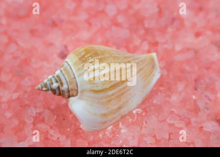 Weiße Muscheln in verschiedenen Formen und Größen liegen auf einem rosa Hintergrund. Makrofotografie eines Meeresmotivs Stockfoto