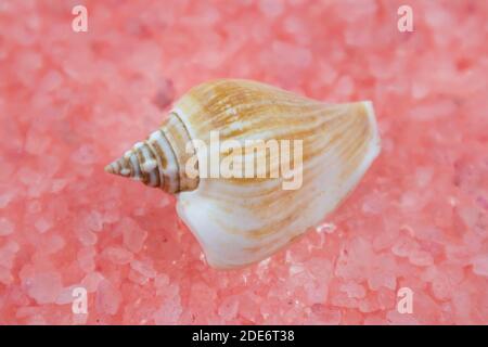 Weiße Muscheln in verschiedenen Formen und Größen liegen auf einem rosa Hintergrund. Makrofotografie eines Meeresmotivs Stockfoto