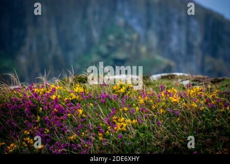 Wilde Blumen auf einer Klippe am Meer Stockfoto