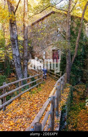 Lokaler Bauer mit Pferd neben der alten Wassermühle von Banos de Montemayor. Magischer Herbst des Ambroz-Tals, Extremadura, Spanien Stockfoto