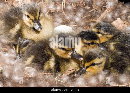 Mallard-Entlein (Anas platyrhynchos). Sechs Stunden schlüpften noch im Nest. Mutter Ente 28 Tage lang inkubiert. Sie wird das Nest verlassen, das sie führt Stockfoto