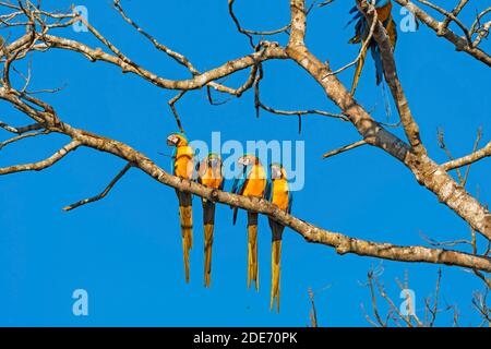 Blaue und gelbe Aras in einem Baum in der Nähe von Alta Floresta, Brasilien Stockfoto