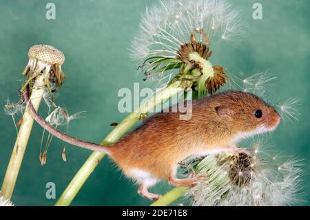 Ernte Maus (Micromys minutus) unter Löwenzahn-Saatköpfe. Mit einem semi-prehensile Schwanz auf einem benachbarten Stamm zu halten. (Taraxacum officinale). Zoll Stockfoto