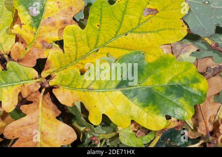 Herbstfärbung der Blätter der englischen Eiche (Quercus robur). (Quercus robur) Stockfoto