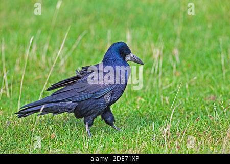 Turm (Corvus Frugilegus). Zu Fuß und auf Futtersuche unter einer Wiese Wiese. Stockfoto