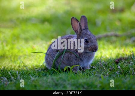 Junge Kaninchen (Oryctolagus Cuniculus). Vier Wochen alt geschätzt; entwöhnt und unabhängig von der Mutter oder Doe. Stockfoto