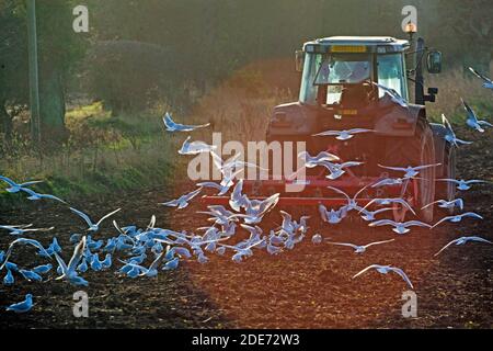 Schwarzkopf-Möwen (Larus ridibunda), nach einem Traktor gezogen Scheibenegge. Wintergefieder. Vorbereitung des Bodens für die nächste Ernte nach der letzten Ernte o Stockfoto