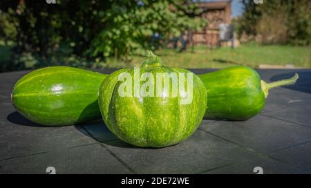 Goxwiller, Frankreich - 09 08 2020: Grüne Zucchini, Gemüse Stockfoto