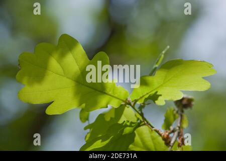 Eichenblätter (Quercus robur). Laub auf einem Baum, Mai. Hintergrundbeleuchtung durch Sonnenlicht. Suche nach Zugang Sonnenlicht für Photosynthese Prozess Anforderung. Stockfoto