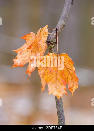 Zucker Ahornblätter im Herbst, Nahaufnahme. Stockfoto