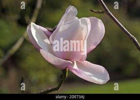 Magnolienblume (Magnolia soulangiana). Früher Frühling blühenden kleinen Baum oder Strauch. Kultivierte Gartenpflanze. Stockfoto