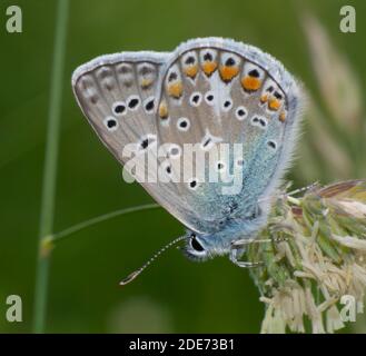 Nahaufnahme eines schönen Schmetterlings. Gewöhnliches Blau, Polyommatus icaru. Stockfoto