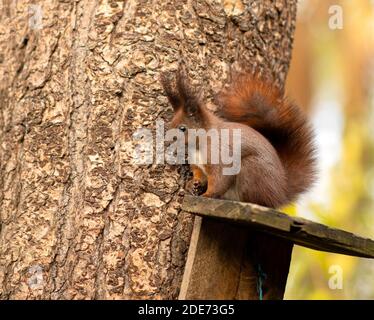 Herbst rotes Eichhörnchen sitzt in einem Baum Stockfoto