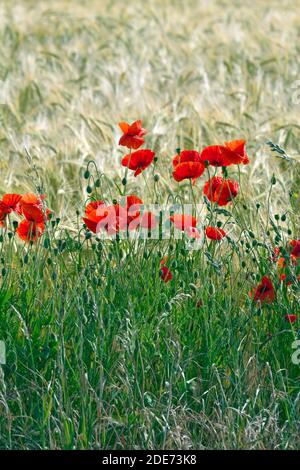 Mohn (Papaver rhoeas). Wächst auf dem Umfang der fast reifen Gerstenernte. Feldrand. Norfolk. Stockfoto