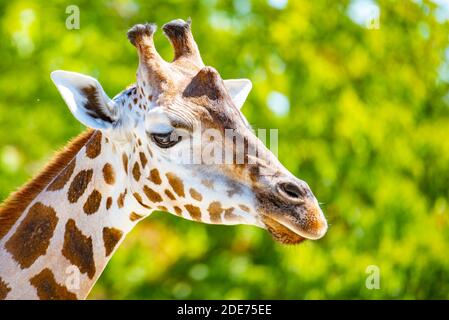 Nahaufnahme des Giraffenkopfes. Deatiled Ansicht der afrikanischen Tierwelt. Stockfoto