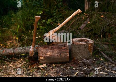 Zwei alte Holzhackäxte stecken in einem Baumstumpf Im Freien Stockfoto