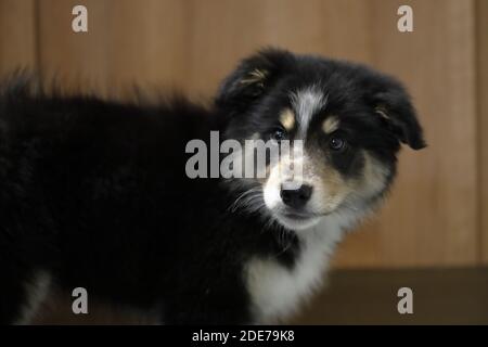 Ein schwarzer dreifarbiger Border Collie Canis lupus) 9 Wochen alter Rüde 'Archie'. Stockfoto