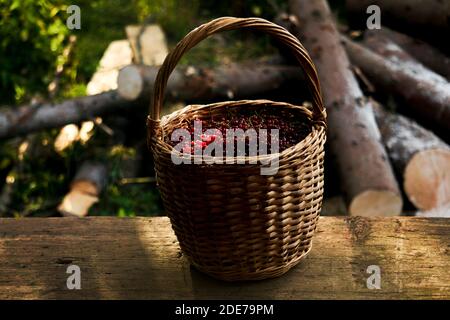 Zwei Korbkörbe voll mit roten Johannisbeeren Korb auf Wald oder rustikalen Hintergrund Stockfoto