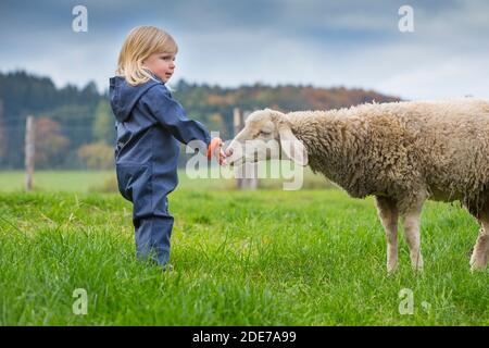 Deutschland, Bayern, Allgäu, Mindelheim, kleines Mädchen auf der Weide mit Schaf Stockfoto