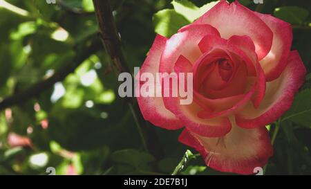 Nahaufnahme von leuchtend rosa Rose Blume und weichen Vintage-Look. Schöne zarte Pflanzen Hintergrund mit grünen Blättern. Natürliches Schönheitskonzept im Frühling Stockfoto