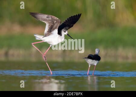 Black-winged Stilt (Himantopus himantopus), 2. Cy juvenile Verbreitung seiner Flügel, Kampanien, Italien Stockfoto